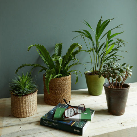 Earthborn Lifestyle Emulsion - Secret Room