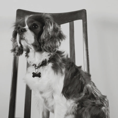 Otto