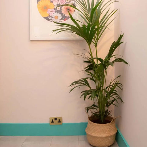 Earthborn Claypaint - The Lido