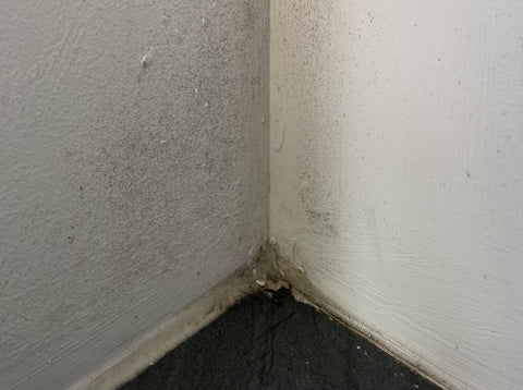 How to Remove Mould from Walls Permanently