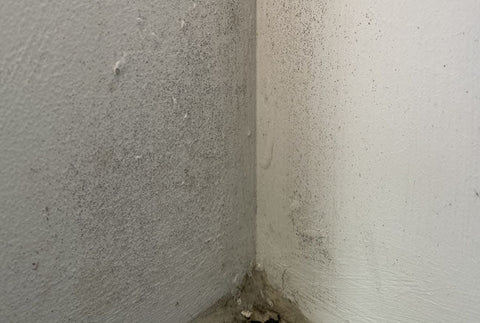 Mould on Painted Walls - How to Remove It Without Damaging Paint