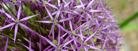 Safe natural paint for beehives