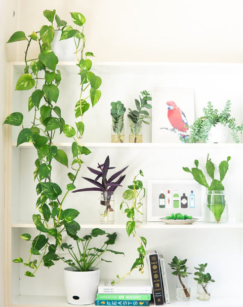 Bioclimatic design for the eco and sustainable home